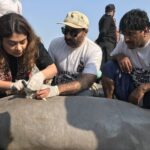 Three Indus River Dolphins Fitted with Satellite Tags in Pakistan